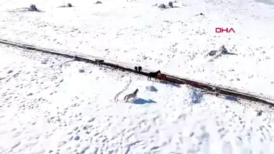 Erzincan'da Karla Kaplı Dağlarda Yılkı Atları Görüntülendi